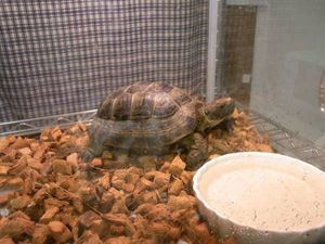 リクガメ爬虫類用床材の値段と価格推移は 8件の売買情報を集計したリクガメ爬虫類用床材の価格や価値の推移データを公開