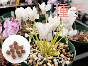 シクラメン の値段と価格推移は 1 153件の売買情報を集計した シクラメン の価格や価値の推移データを公開