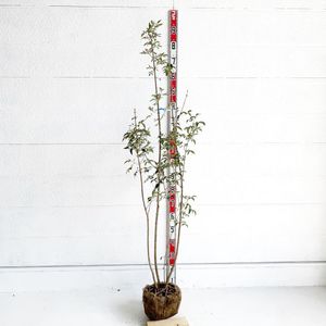 株立ち ソヨゴの値段と価格推移は 44件の売買情報を集計した株立ち ソヨゴの価格や価値の推移データを公開