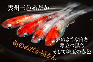 珠玉の赤の値段と価格推移は 件の売買情報を集計した珠玉の赤の価格や価値の推移データを公開