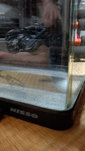 水槽ニッソーの値段と価格推移は 102件の売買情報を集計した水槽ニッソーの価格や価値の推移データを公開