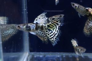 キングコブラ グッピーの値段と価格推移は 10件の売買情報を集計したキングコブラ グッピーの価格や価値の推移データを公開