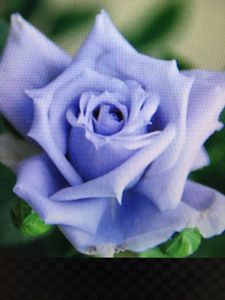 青いバラの値段と価格推移は 499件の売買情報を集計した青いバラの価格や価値の推移データを公開