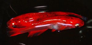 赤いメダカの値段と価格推移は 67件の売買情報を集計した赤いメダカの価格や価値の推移データを公開