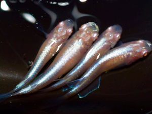 本家垂水血統の値段と価格推移は 4件の売買情報を集計した本家垂水血統の価格や価値の推移データを公開