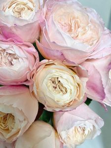 和バラの値段と価格推移は 30件の売買情報を集計した和バラの価格や価値の推移データを公開