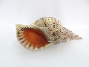 巨大貝の値段と価格推移は 3件の売買情報を集計した巨大貝の価格や価値の推移データを公開