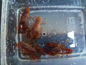 ニホンザリガニ の値段と価格推移は 59件の売買情報を集計したニホンザリガニ の価格や価値の推移データを公開