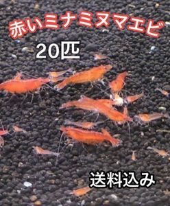 アナカリスの値段と価格推移は 966件の売買情報を集計したアナカリスの価格や価値の推移データを公開