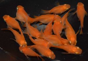 楊貴妃ダルマメダカの値段と価格推移は 72件の売買情報を集計した楊貴妃ダルマメダカの価格や価値の推移データを公開