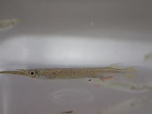 ゴールデンデルモゲニーの値段と価格推移は 8件の売買情報を集計したゴールデンデルモゲニーの価格や価値の推移データを公開