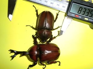 赤カブトの値段と価格推移は 23件の売買情報を集計した赤カブトの価格や価値の推移データを公開