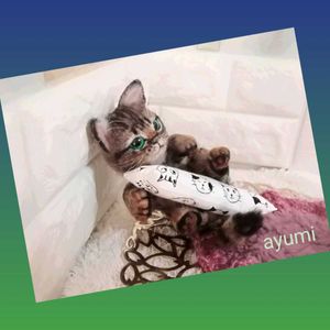 キジトラ子猫の値段と価格推移は 19件の売買情報を集計したキジトラ子猫の価格や価値の推移データを公開