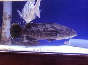 海水魚 クエの値段と価格推移は 9件の売買情報を集計した海水魚 クエの価格や価値の推移データを公開