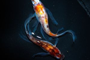 三色ラメヒレ長の値段と価格推移は 34件の売買情報を集計した三色ラメヒレ長の価格や価値の推移データを公開