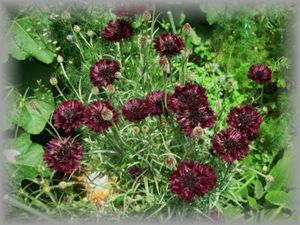 セントーレアの値段と価格推移は 15件の売買情報を集計したセントーレアの価格や価値の推移データを公開