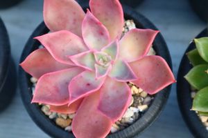 多肉 ピンクローズの値段と価格推移は 5件の売買情報を集計した多肉 ピンクローズの価格や価値の推移データを公開