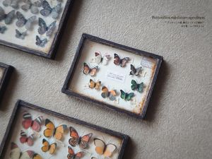 蝶 標本 アンティークの値段と価格推移は 37件の売買情報を集計した蝶 標本 アンティークの価格や価値の推移データを公開