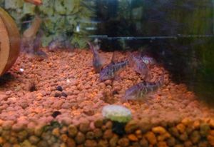 青コリの値段と価格推移は 15件の売買情報を集計した青コリの価格や価値の推移データを公開