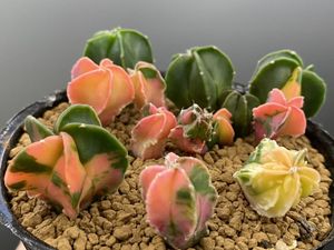 ランポーの値段と価格推移は 386件の売買情報を集計したランポーの価格や価値の推移データを公開