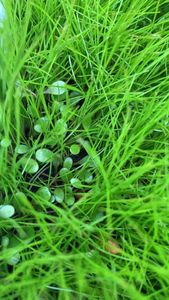 コブラグラスの値段と価格推移は 69件の売買情報を集計したコブラグラスの価格や価値の推移データを公開