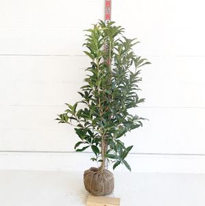 紅花キンモクセイの値段と価格推移は 7件の売買情報を集計した紅花キンモクセイの価格や価値の推移データを公開