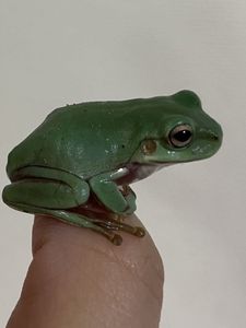 イエアメガエルの値段と価格推移は 186件の売買情報を集計したイエアメガエルの価格や価値の推移データを公開