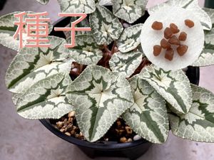 シクラメンの値段と価格推移は 1 386件の売買情報を集計した シクラメンの価格や価値の推移データを公開