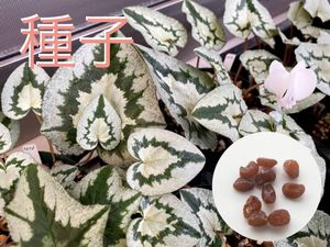 シクラメンの値段と価格推移は 1 386件の売買情報を集計した シクラメンの価格や価値の推移データを公開