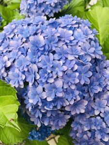 てまりてまりの値段と価格推移は 878件の売買情報を集計したてまりてまりの価格や価値の推移データを公開