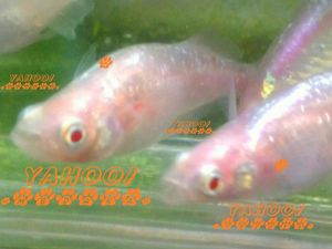 メダカ 魔王の値段と価格推移は 144件の売買情報を集計したメダカ 魔王の価格や価値の推移データを公開