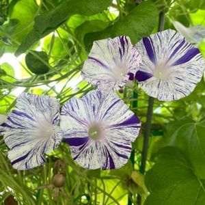 西洋朝顔の値段と価格推移は 40件の売買情報を集計した西洋朝顔の価格や価値の推移データを公開