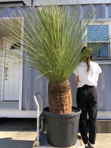 グラスツリーの値段と価格推移は 2件の売買情報を集計したグラスツリーの価格や価値の推移データを公開