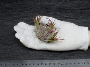 チランジア クランプの値段と価格推移は 件の売買情報を集計したチランジア クランプの価格や価値の推移データを公開