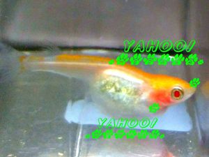 白めだかの値段と価格推移は 36件の売買情報を集計した白めだかの価格や価値の推移データを公開