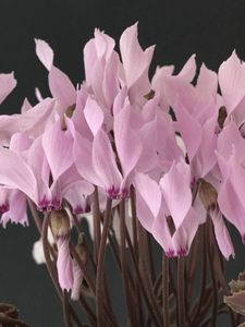 シクラメンの値段と価格推移は 1 386件の売買情報を集計した シクラメンの価格や価値の推移データを公開