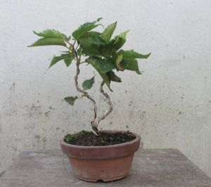 盆栽 桜の値段と価格推移は 375件の売買情報を集計した盆栽 桜の価格や価値の推移データを公開