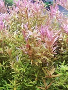 ロタラインディカの値段と価格推移は 64件の売買情報を集計したロタラインディカの価格や価値の推移データを公開