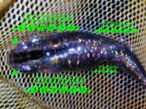 スーパー魔王改メダカの値段と価格推移は 38件の売買情報を集計したスーパー魔王改メダカの価格や価値の推移データを公開