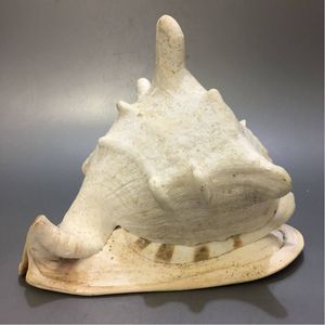 大きい 貝殻の値段と価格推移は 84件の売買情報を集計した大きい 貝殻の価格や価値の推移データを公開