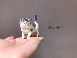 サバ白 猫の値段と価格推移は？｜17件の売買情報を集計したサバ白 猫の 