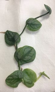 モンステラ ドゥビアの値段と価格推移は 3件の売買情報を集計したモンステラ ドゥビアの価格や価値の推移データを公開