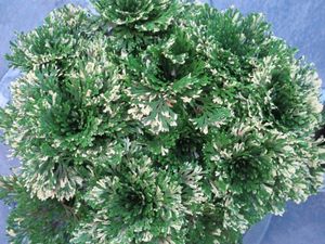 イワヒバの値段と価格推移は 317件の売買情報を集計したイワヒバの価格や価値の推移データを公開