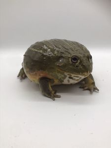 アフリカウシガエルの値段と価格推移は 37件の売買情報を集計したアフリカウシガエルの価格や価値の推移データを公開