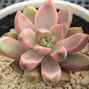 ピーチ姫 多肉の値段と価格推移は 18件の売買情報を集計したピーチ姫 多肉の価格や価値の推移データを公開