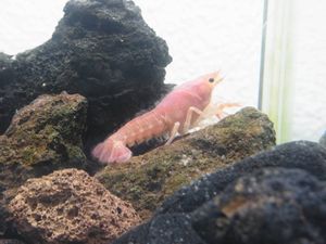 ピンクザリガニの値段と価格推移は 16件の売買情報を集計したピンクザリガニの価格や価値の推移データを公開