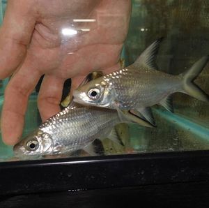 シルバーシャークの値段と価格推移は 15件の売買情報を集計したシルバーシャークの価格や価値の推移データを公開