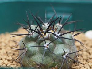 グリセオビオラセアの値段と価格推移は 18件の売買情報を集計したグリセオビオラセアの価格や価値の推移データを公開