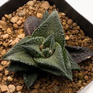 錦帯橋 ハオルチアの値段と価格推移は 9件の売買情報を集計した錦帯橋 ハオルチアの価格や価値の推移データを公開