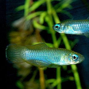 アフリカンランプアイの値段と価格推移は 15件の売買情報を集計したアフリカンランプアイの価格や価値の推移データを公開